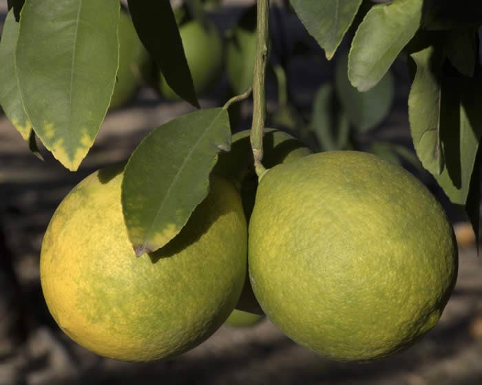 Unnamed Citrus Species Lemon Type crc3155004.jpg