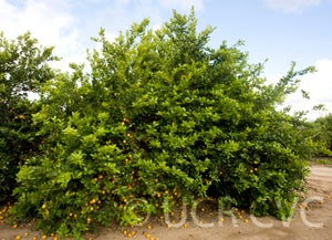 Unnamed lemon crc3885002.jpg