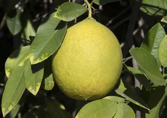 Unnamed lemon hybrid crc3154002.jpg