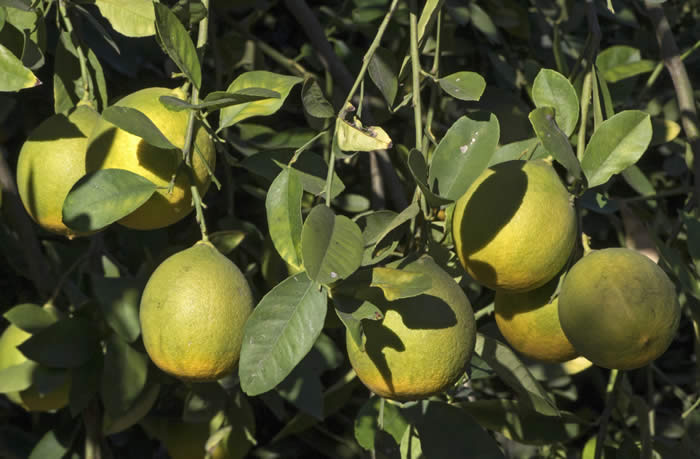 Unnamed lemon hybrid crc3154003.jpg