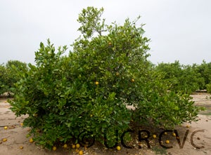 Unnamed lemon hybrid crc3154004.jpg