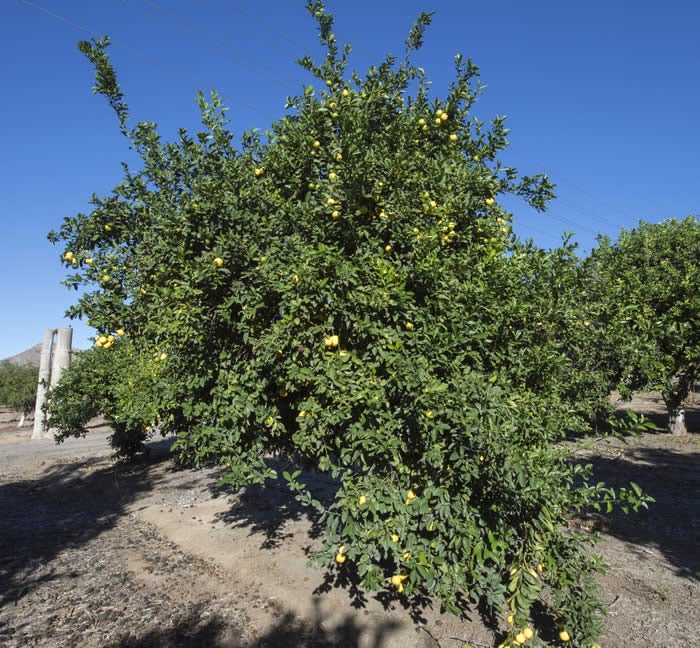 Unnamed lemon hybrid crc3172001.jpg