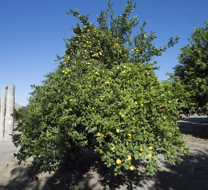 Unnamed lemon hybrid crc3172002.jpg