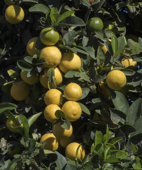 Unnamed lemon hybrid crc3172003.jpg