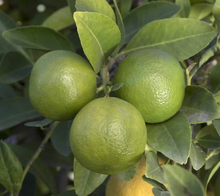 Unnamed lemon hybrid crc3172004.jpg