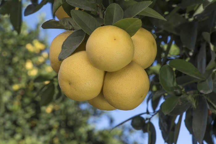 Unnamed lemon hybrid crc3172005.jpg