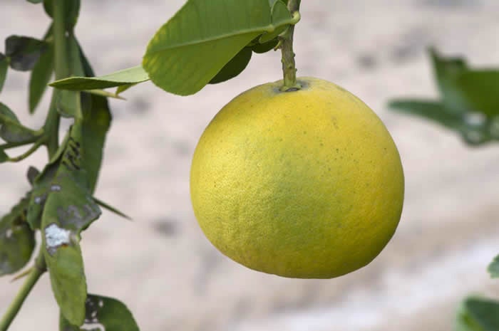 Unnamed lemon hybrid crc3748003.jpg