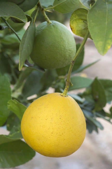 Unnamed lemon hybrid crc3748008.jpg