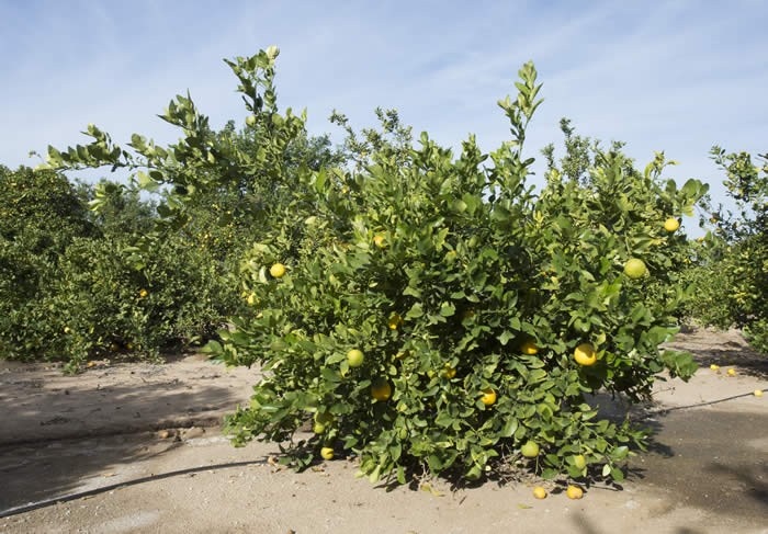 Unnamed lemon hybrid crc3748010.jpg