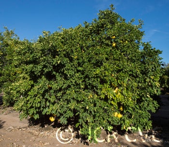 Unnamed pummelo crc2340001.jpg