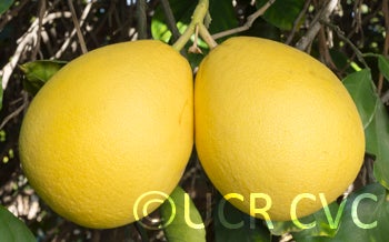 Unnamed pummelo crc2340005.jpg