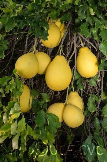 Unnamed pummelo crc2340006.jpg
