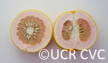 Unnamed pummelo (CRC 2453)crc2453003.jpg