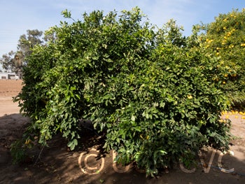 Unnamed pummelo (CRC 3282)  crc3282002.jpg