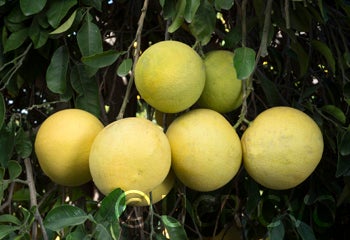 Unnamed pummelo (CRC 3282)  crc3282003.jpg