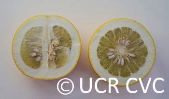 Unnamed pummelo (CRC 3282)  crc3282006.jpg