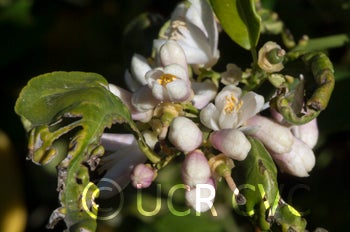 Unnamed rough lemon crc3060006.jpg