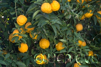 Unnamed rough lemon crc3060007.jpg