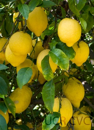 Unnamed lemon CRC 3920 soostlemoncrc3920003.jpg
