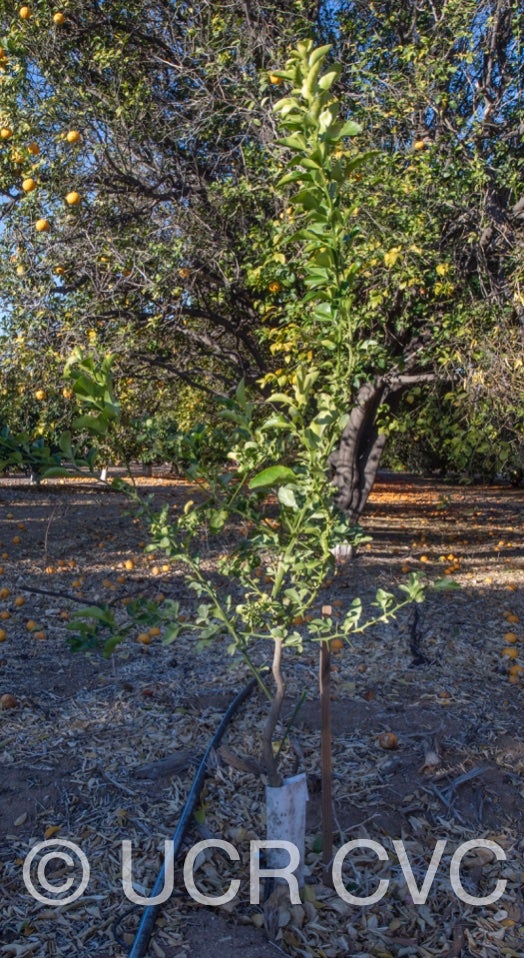 us-802_citrumelo_crc_4266_003.jpg