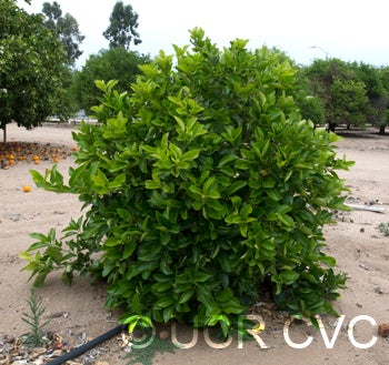 USDA 1-77-19 tangelo crc4208001.jpg