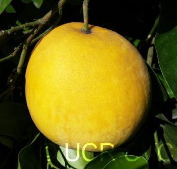 USDA 1-77-19 tangelo 001.jpg