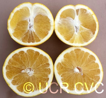 USDA 1-77-19 tangelo 002.jpg