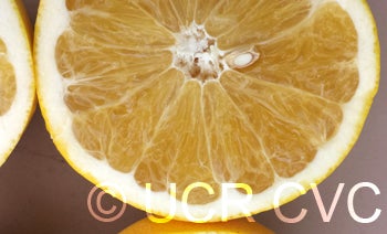 USDA 1-77-19 tangelo 003.jpg