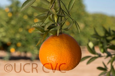 USDA 6-15-150 mandarin crc4165003.jpg