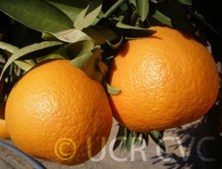 USDA 6-15-150 mandarin 001.jpg