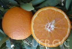 USDA 6-15-150 mandarin 004.jpg