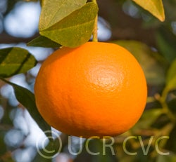 US Superna crc3991001.jpg