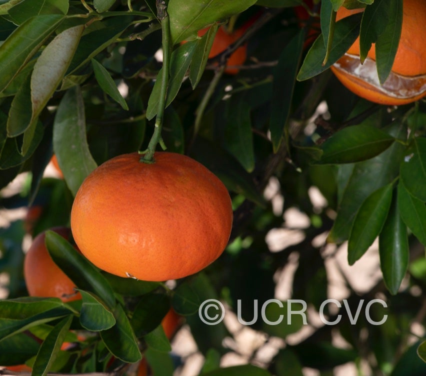 usda_1-43-21_mandarin_crc_4253_002.jpg