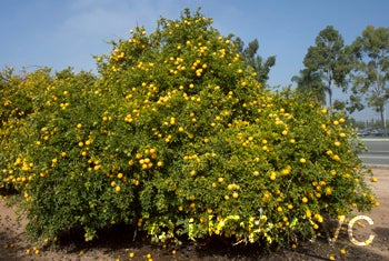 USDA trifoliate crc1498003.jpg