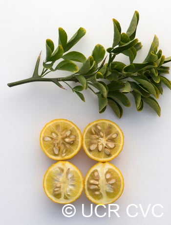 USDA trifoliate crc1498006.jpg