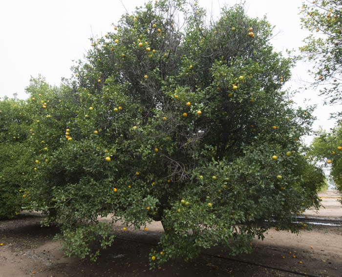 Uvalde citrange crc2865003.jpg