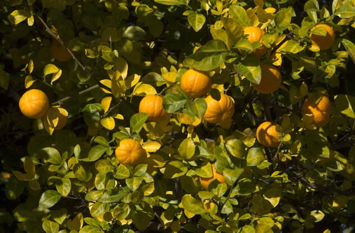 Uvalde citrange crc2865004.jpg