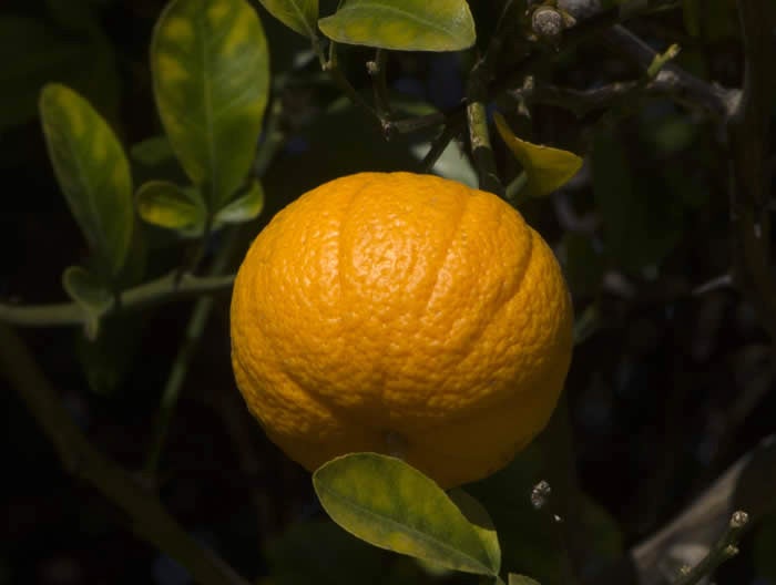 Uvalde citrange crc2865005.jpg