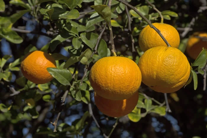 Uvalde citrange crc2865006.jpg