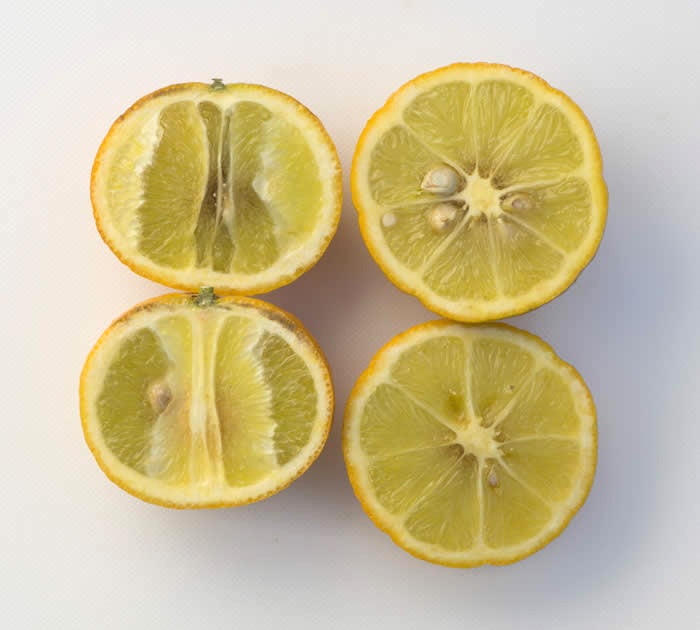 Uvalde citrange crc2865008.jpg