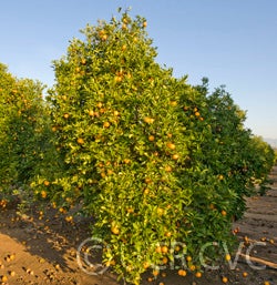 Vaccaro blood orange (CRC 3627)  crc3627001.jpg