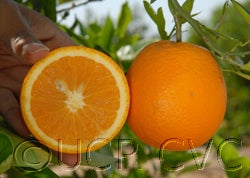 Valencia Late orange 011_000.jpg