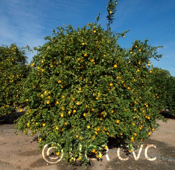 Vangasay rough lemon crc3996002.jpg