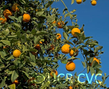 Vangasay rough lemon crc3996006.jpg