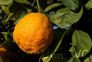 Vangasay rough lemon crc3996007.jpg