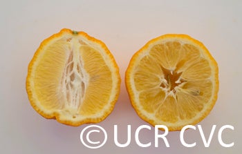 Vangasay rough lemon crc3996010.jpg