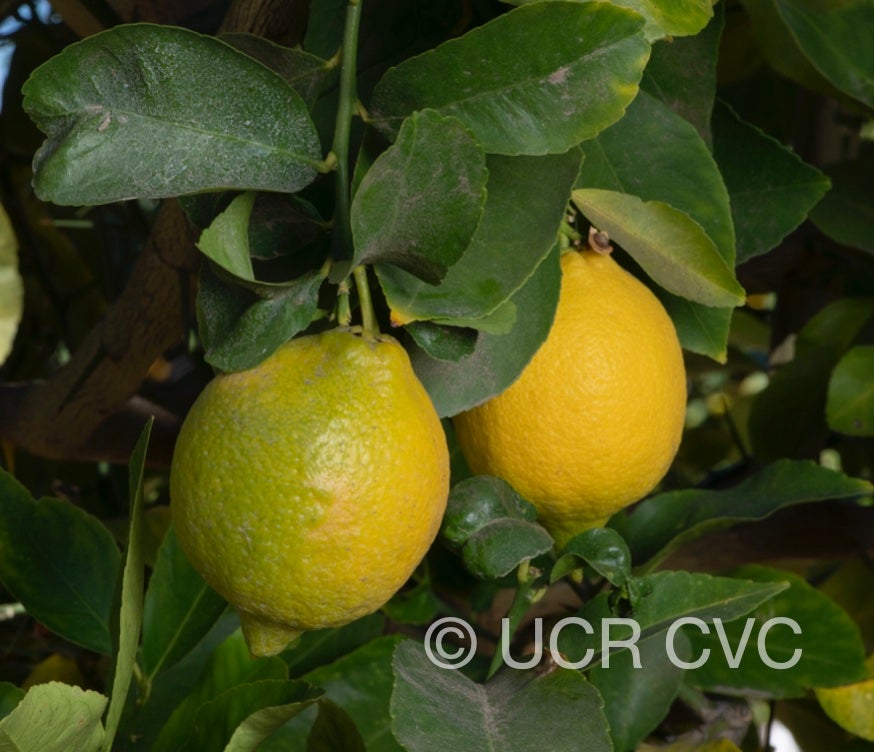 vaniglia_acidless_lemon_crc_4251_003.jpg