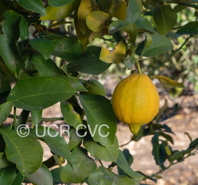 vaniglia_acidless_lemon_crc_4251_004.jpg