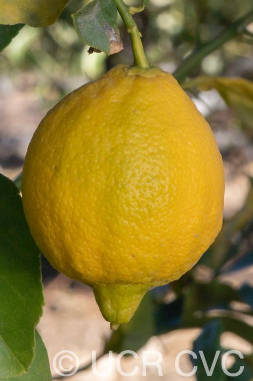 vaniglia_acidless_lemon_crc_4251_005.jpg
