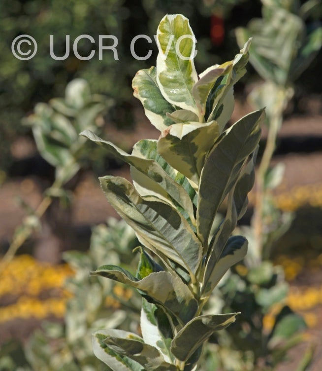 variegated_tahiti_lime_crc_4246_004.jpg